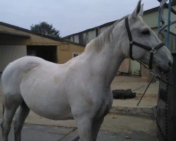 broodmare Andora (Belgian Warmblood, 2000, from Pik Solo)