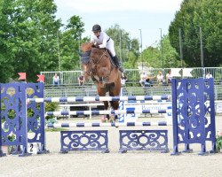 broodmare Fairweis WV (KWPN (Royal Dutch Sporthorse), 2010, from Carthino Z)