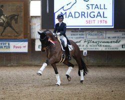 dressage horse Maranello Hrh (Hanoverian, 2017, from E.H. Millennium)