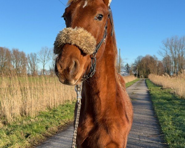 Dressurpferd Vitus Maximus (Oldenburger, 2024, von Vital Hit Caledonia OLD)