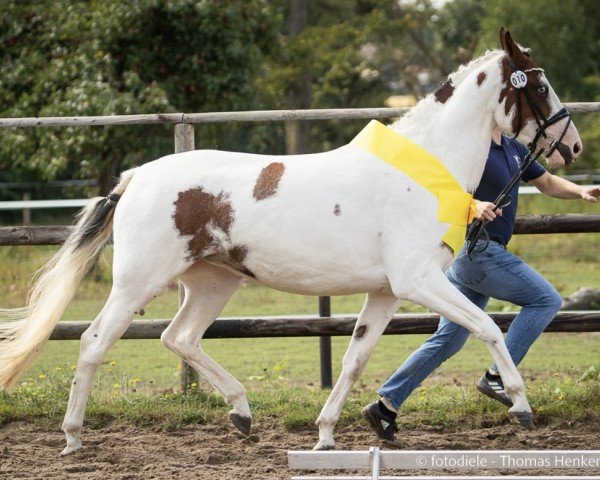jumper Surprise Blue Eyes (Pinto / Hunter, 2019, from Strahlemann)