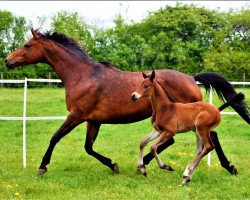 horse Rheinelfe (Trakehner, 2020, from Impetus)