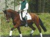 Pferd Maida Mju (Hannoveraner, 2001, von Magnum)