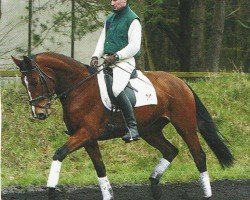 horse Maida Mju (Hanoverian, 2001, from Magnum)