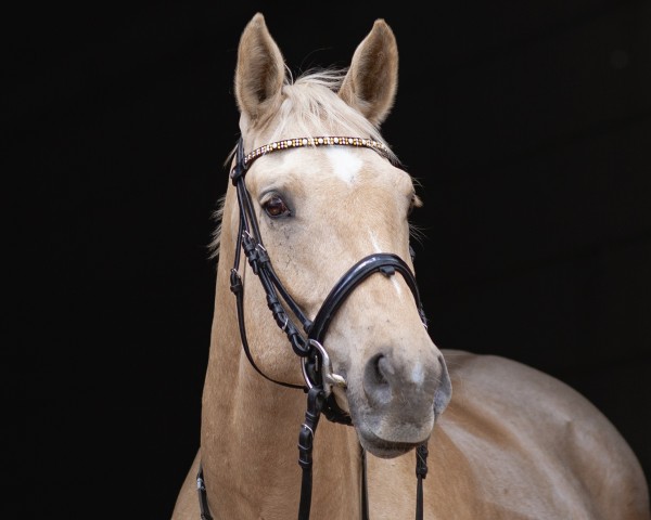 Dressurpferd Quasi Quickstep (Kleines deutsches Reitpferd, 2013, von DSP Quasi Gold Md)