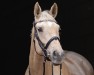 Dressurpferd Quasi Quickstep (Kleines deutsches Reitpferd, 2013, von DSP Quasi Gold Md)