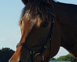 dressage horse Rheinblitz (Trakehner, 2014, from Amadelio)