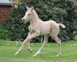 broodmare Melli's Jelly Bee Gold (German Riding Pony, 2016, from Golden West NRW)