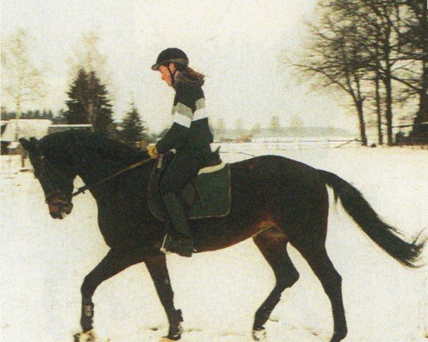 Pferd Wherdandi (Württemberger, 1991, von World Cup III)