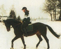 horse Wherdandi (Württemberger, 1991, from World Cup III)