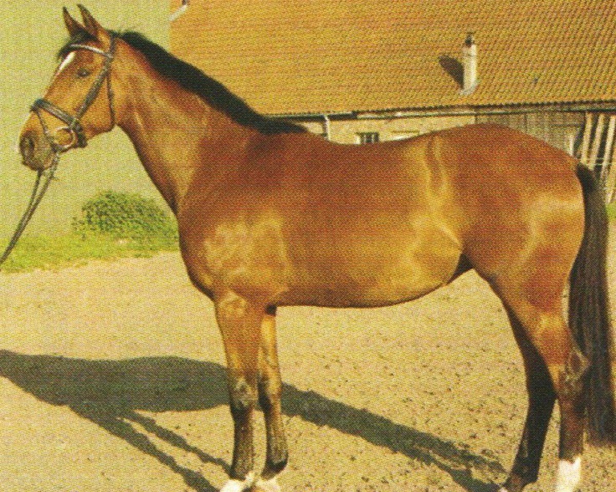jumper My Lady 138 (Mecklenburg, 2000, from Mynos)