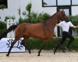 broodmare Rheinschwalbe (Trakehner, 2006, from Pricolino)