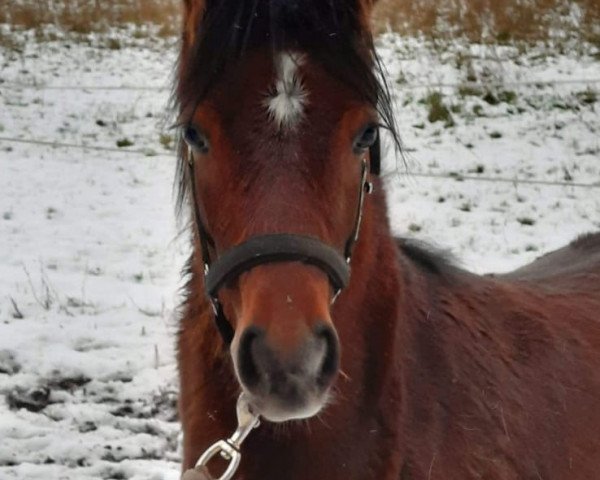 Dressurpferd Ruben (Welsh Pony (Sek.B), 2020, von Halifax)