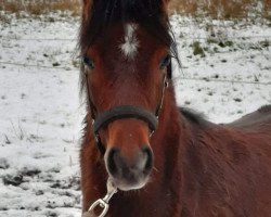 Pferd Ruben (Welsh Pony (Sek.B), 2020, von Halifax)