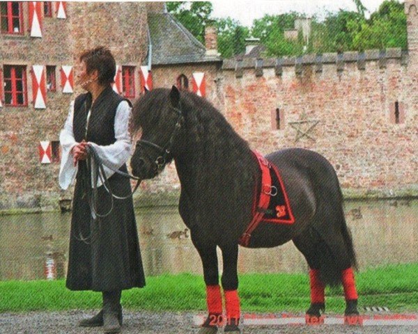 Pferd Affalay van het Melkvonder (Shetland Pony, 2007, von Light van de Bloemhof)
