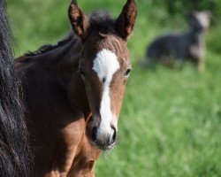 horse Cervantes (Holsteiner, 2021, from Cascadello)