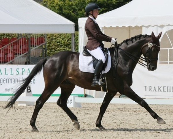 Dressurpferd Insterzauber 2 (Trakehner, 2009, von Grand Passion)