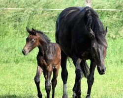 horse Cleveres Kerlchen (Holsteiner, 2021, from Charleston 70)