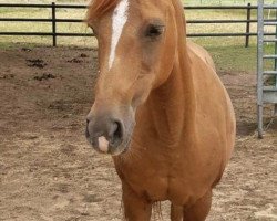 horse Enjoy (Deutsches Reitpony, 2002, from Heidbergs Nancho Nova)