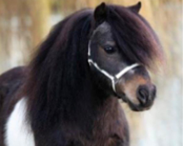 stallion Ymaro of Sportview (Shetland pony (under 87 cm),  , from Briar Desmond)