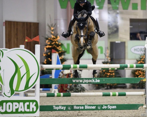 jumper Darling Star Z (Zangersheide riding horse, 2017, from Diamant de Semilly)
