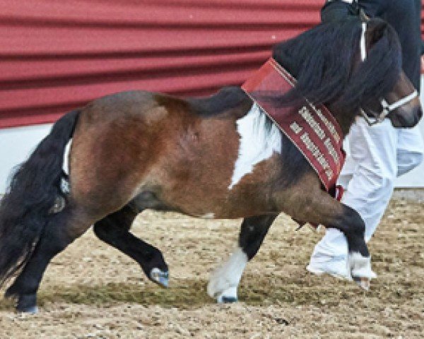 stallion Elmhorst Solero (Shetland pony (under 87 cm), 2015, from Spanker van Stal Buck'shoeve)