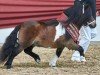 stallion Elmhorst Solero (Shetland pony (under 87 cm), 2015, from Spanker van Stal Buck'shoeve)