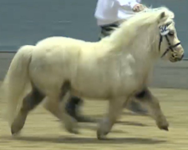 Deckhengst Hurrican Hero vom Ellernbrook (Shetland Pony (unter 87 cm), 2015, von Hurrican vom Ellernbrook)