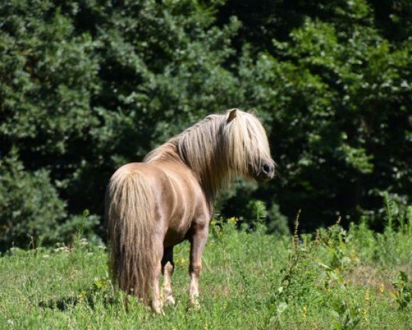 stallion Hurrican vom Ellernbrook (Shetland pony (under 87 cm), 2009, from Harvey's Bester)