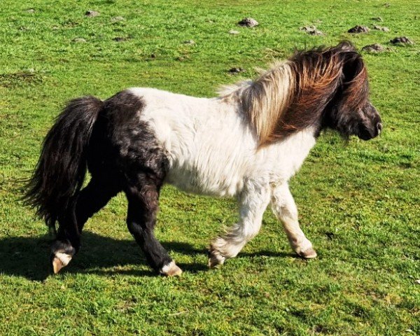 Deckhengst Sindbad vom Ellernbrook (Shetland Pony (unter 87 cm),  , von Sinclair vom Ellerbrook)