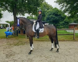 horse Jack Nicholson Equesta (Danish Warmblood, 2012, from Jazz Time)