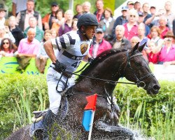 jumper Franco Jeas (Hanoverian, 2000, from Friedenstraum)