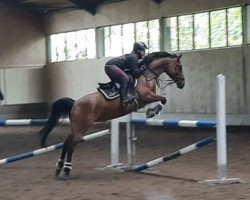 jumper Adara B (German Riding Pony, 2011, from Folklore)