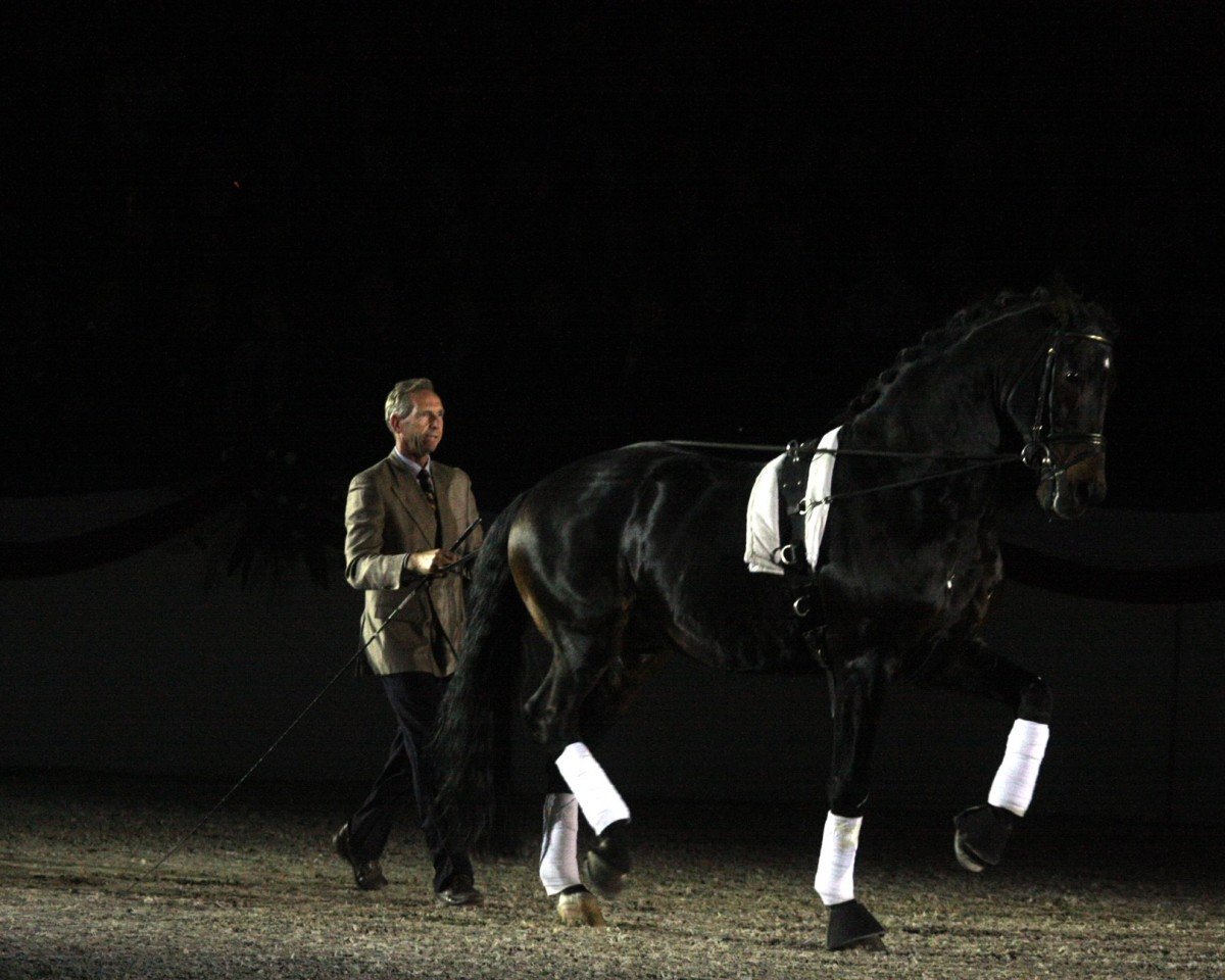 stallion Cosmopolitan 3 (Holsteiner, 1992, from Corleone)