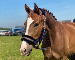 Dressurpferd Cidre de Pomme (Deutsches Reitpony, 2017, von FS Coconut Dream)