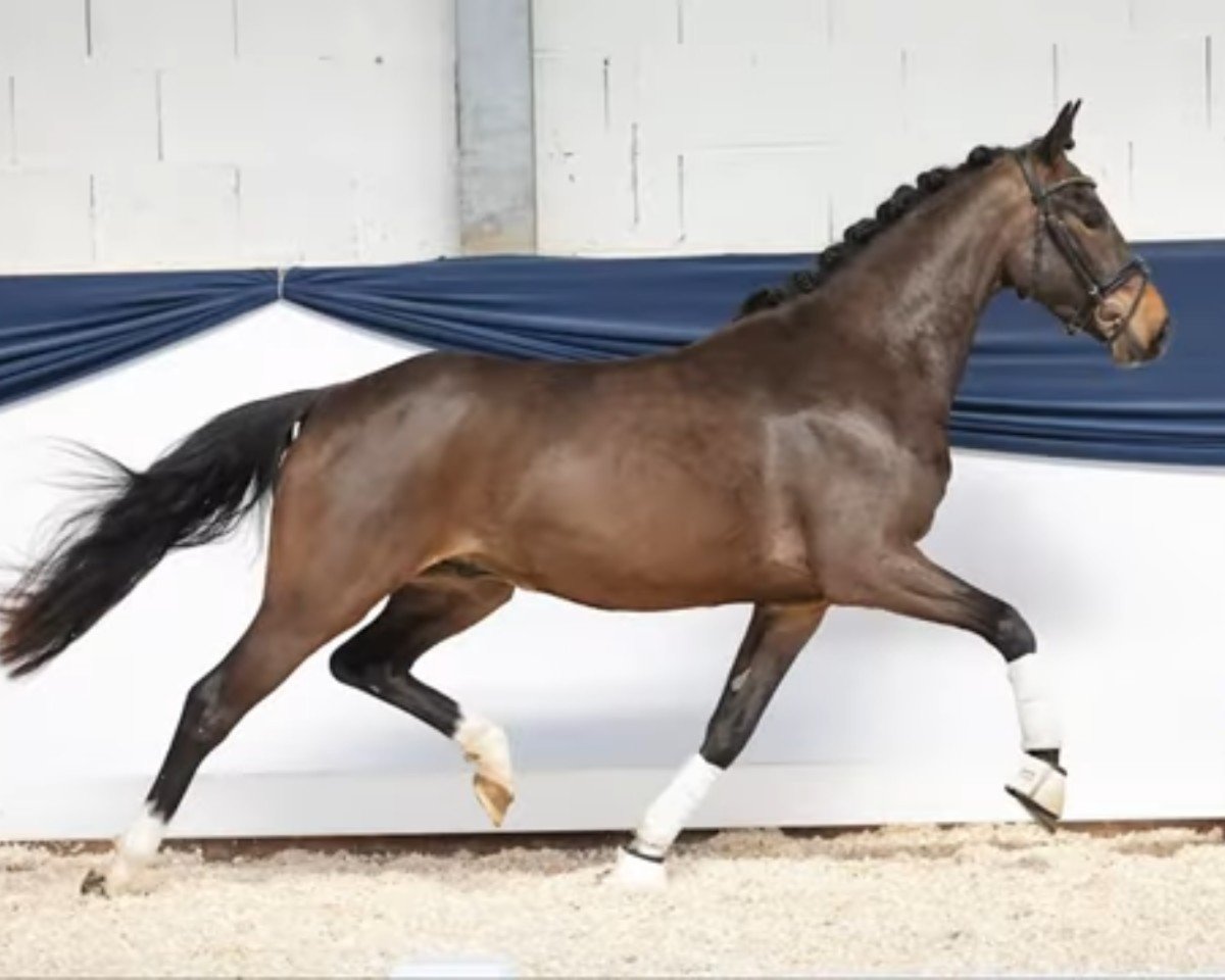 horse Nitro von der Marien-quelle (German Riding Pony, 2020, from New Classico)