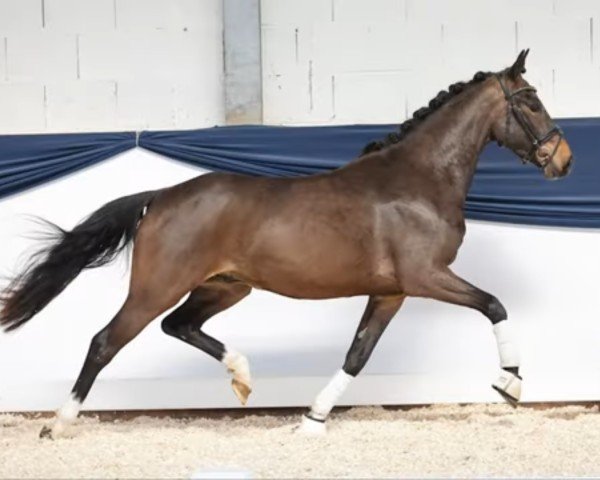 horse Nitro von der Marien-quelle (German Riding Pony, 2020, from New Classico)