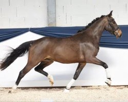 horse Nitro von der Marien-quelle (German Riding Pony, 2020, from New Classico)