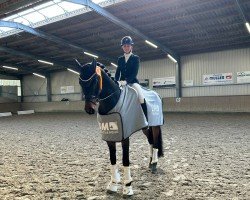 dressage horse Found a Dream 3 (Hanoverian, 2020, from For Final)