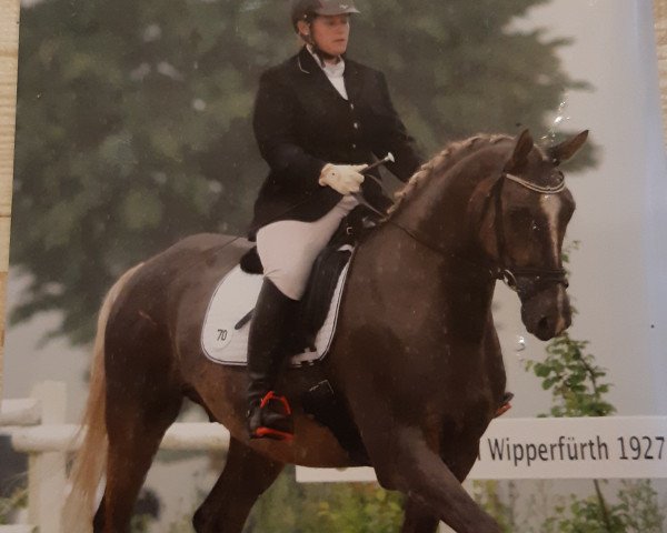 horse CarpeDiem (German Sport Horse, 2013, from Hopihe)