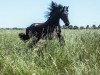 dressage horse Andreas van Gowo-Zate (Friese, 2008, from Rik 396)