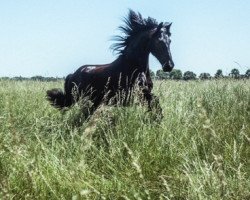 dressage horse Andreas van Gowo-Zate (Friese, 2008, from Rik 396)