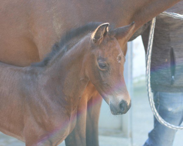 foal by Delusion S (Hanoverian, 2025, from Duplexx)