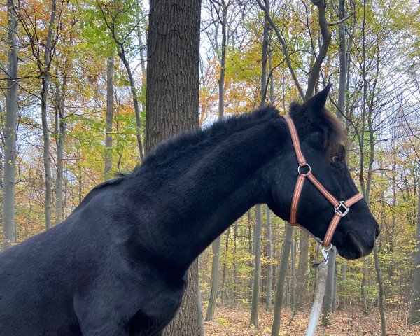 horse Esceifiog Bingo (Welsh-Cob (Sek. D), 1994, from Esceifiog Boio)