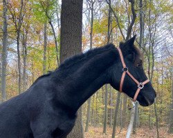 Pferd Esceifiog Bingo (Welsh-Cob (Sek. D), 1994, von Esceifiog Boio)