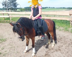 Pferd Chacco (Welsh-Cob (Sek. C), 2018)