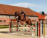 dressage horse Sternzauber 3 (Oldenburg, 2006, from Silvio I)