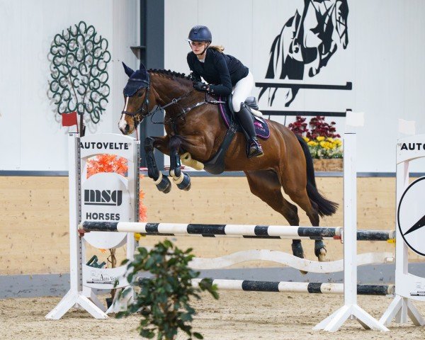 Springpferd Denaria 7 (Holsteiner, 2020, von Del 'Arko d'Henvet)