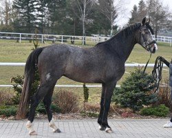 jumper Chaccodi (Oldenburg show jumper, 2022, from Chacoon Blue)