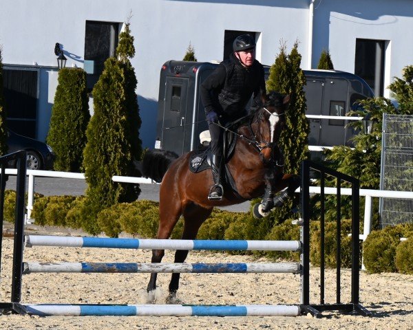 Springpferd Nixon Comila (Westfale, 2021, von Nixon van 't Meulenhof)